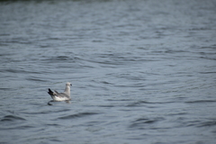 Leucophaeus atricilla
