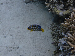 Pygoplites diacanthus