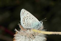 Polyommatus eros