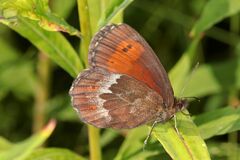Erebia euryale