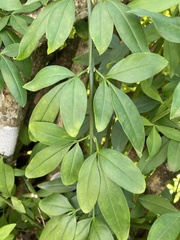 Jasminum