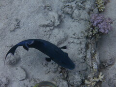 Pseudobalistes fuscus