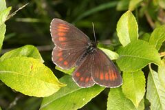 Erebia euryale