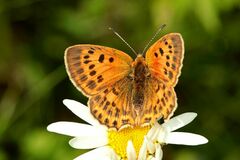 Lycaena virgaureae
