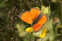 Lycaena virgaureae