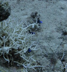 Pseudochromis springeri