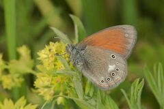 Coenonympha glycerion