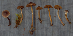 Cortinarius flexipes