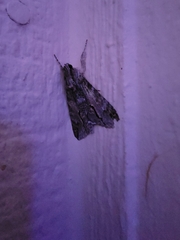 Melipotis acontioides