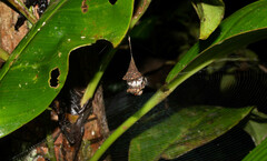 Spilasma duodecimguttata