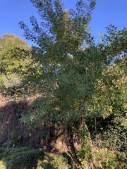 Heteromorpha trifoliata