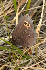 Erebia embla