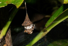 Spilasma duodecimguttata