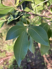 Heteromorpha trifoliata