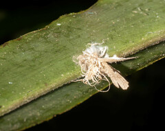 Akanthomyces