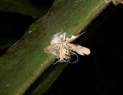 Akanthomyces