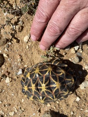 Psammobates tentorius trimeni