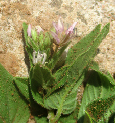 Cleome monophylla