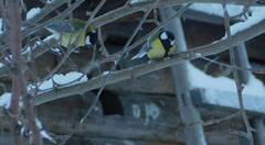 Parus major