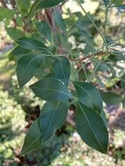 Heteromorpha trifoliata