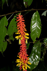 Palicourea subspicata