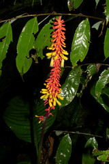 Palicourea subspicata