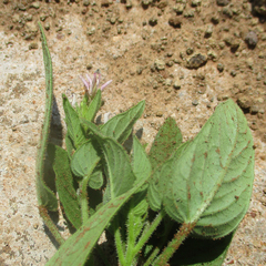 Cleome monophylla