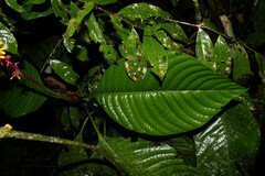 Palicourea subspicata