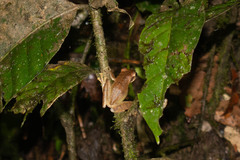 Osteocephalus yasuni