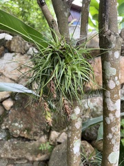 Tillandsia stricta