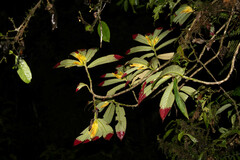 Columnea ericae