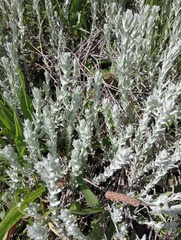Helichrysum splendidum