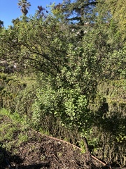 Cistus creticus