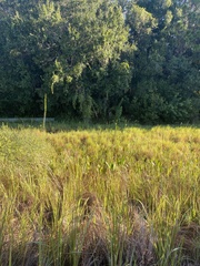 Panicum hemitomon