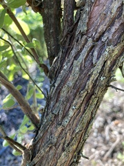Cistus creticus