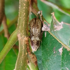 Ripiphoridae
