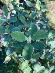 Cistus creticus