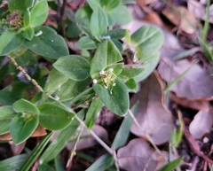 Richardia brasiliensis