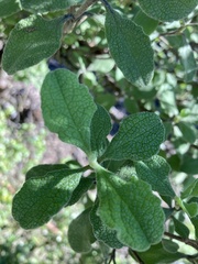Cistus creticus