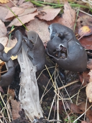 Helvella lacunosa