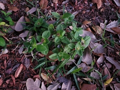 Richardia brasiliensis