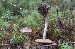 Cortinarius comptulus