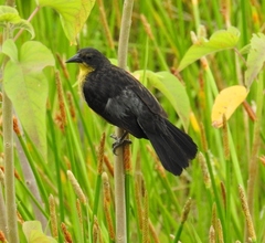 Agelasticus cyanopus