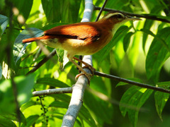 Furnarius leucopus