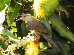 Campylorhynchus turdinus
