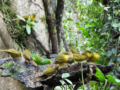 Orthogonys chloricterus