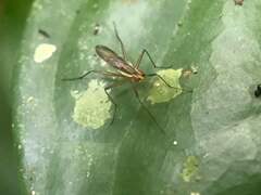 Neriidae