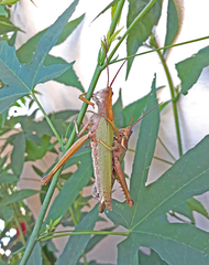 Coryacris angustipennis