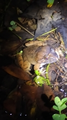 Limnonectes fujianensis