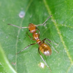Camponotus dimorphus
